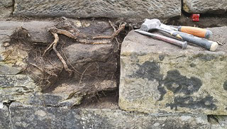 brightling-pyramid-root-damage